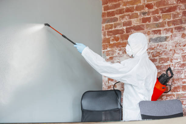 Reliable Wapello, IA Mold Removal Solutions